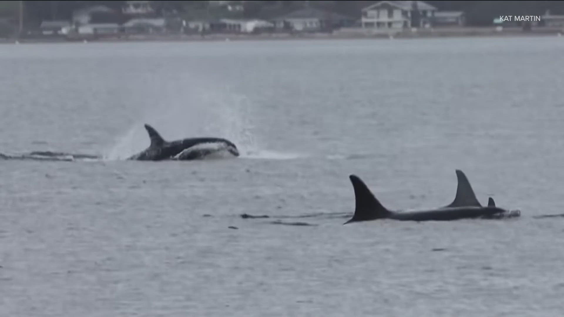 The Orca Conservancy said the sightings made history. Some whale watchers hope it will again raise awareness of the need to protect them.