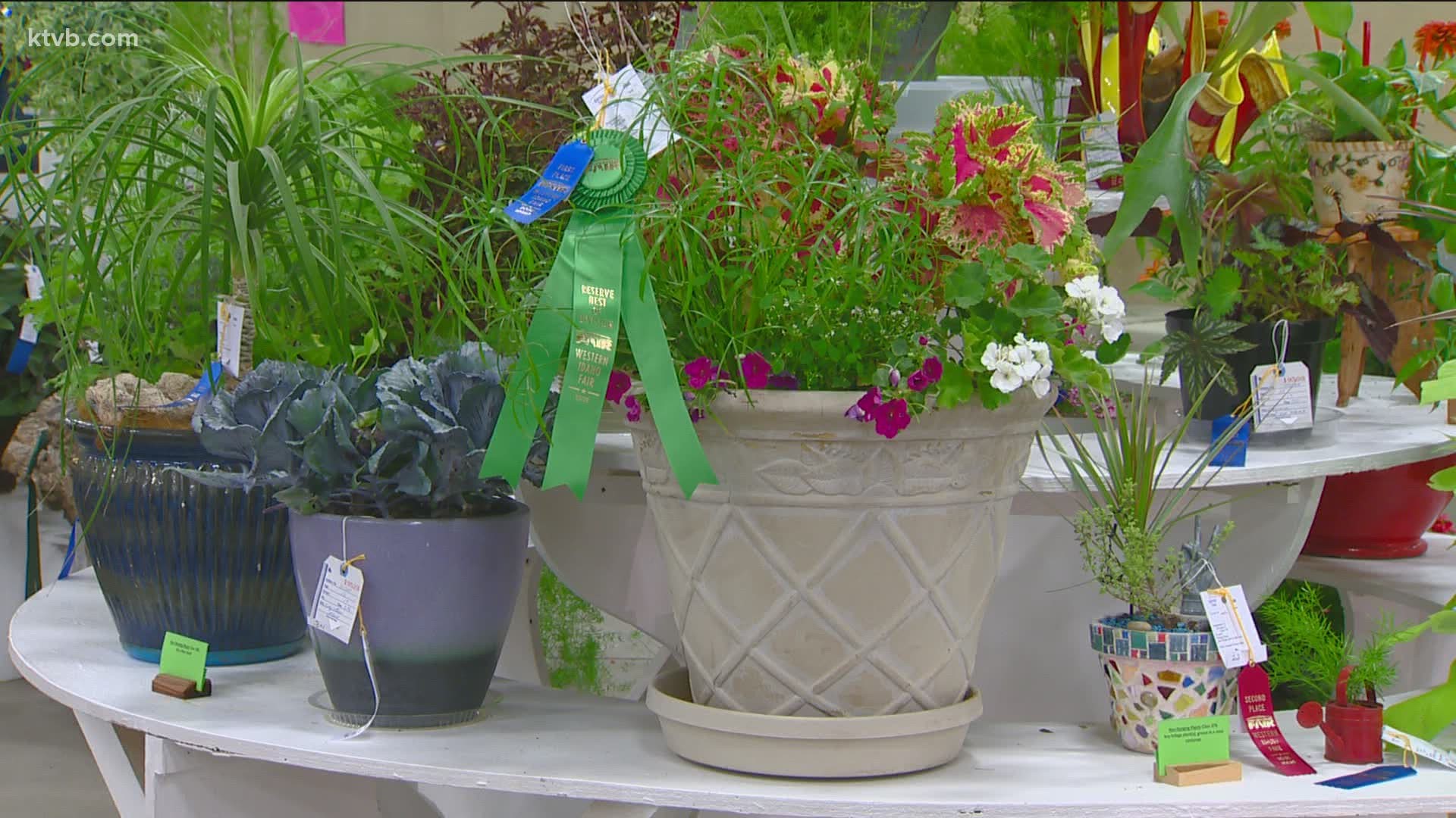 Jim Duthie revisits the Western Idaho Fair in 2019 to check out the winning floral entries that summer, and boy are they creative!