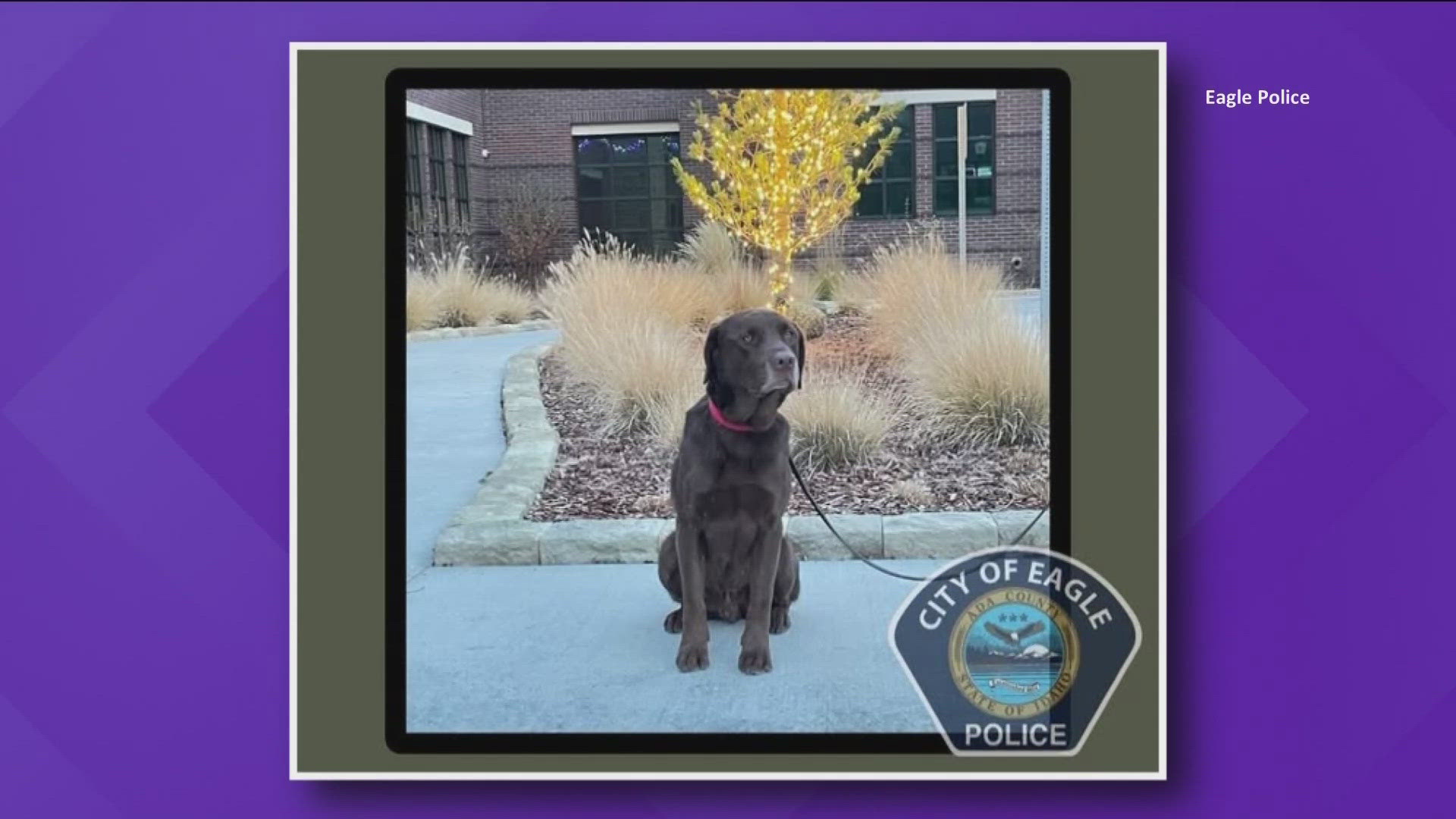 Chocolate lab Grizz is the newest officer at the Eagle Police Department. He was selected out of eleven candidates after testing in the state of Washington.