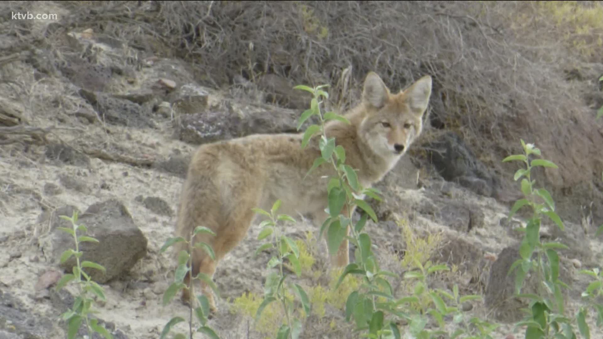 Idaho Fish and Game have received reports of coyote encounters in the past few weeks and say they're showing more aggression towards dogs.