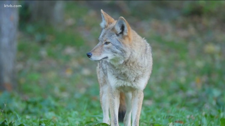 Fish & Game cautions Magic Valley residents of aggressive coyotes and foxes