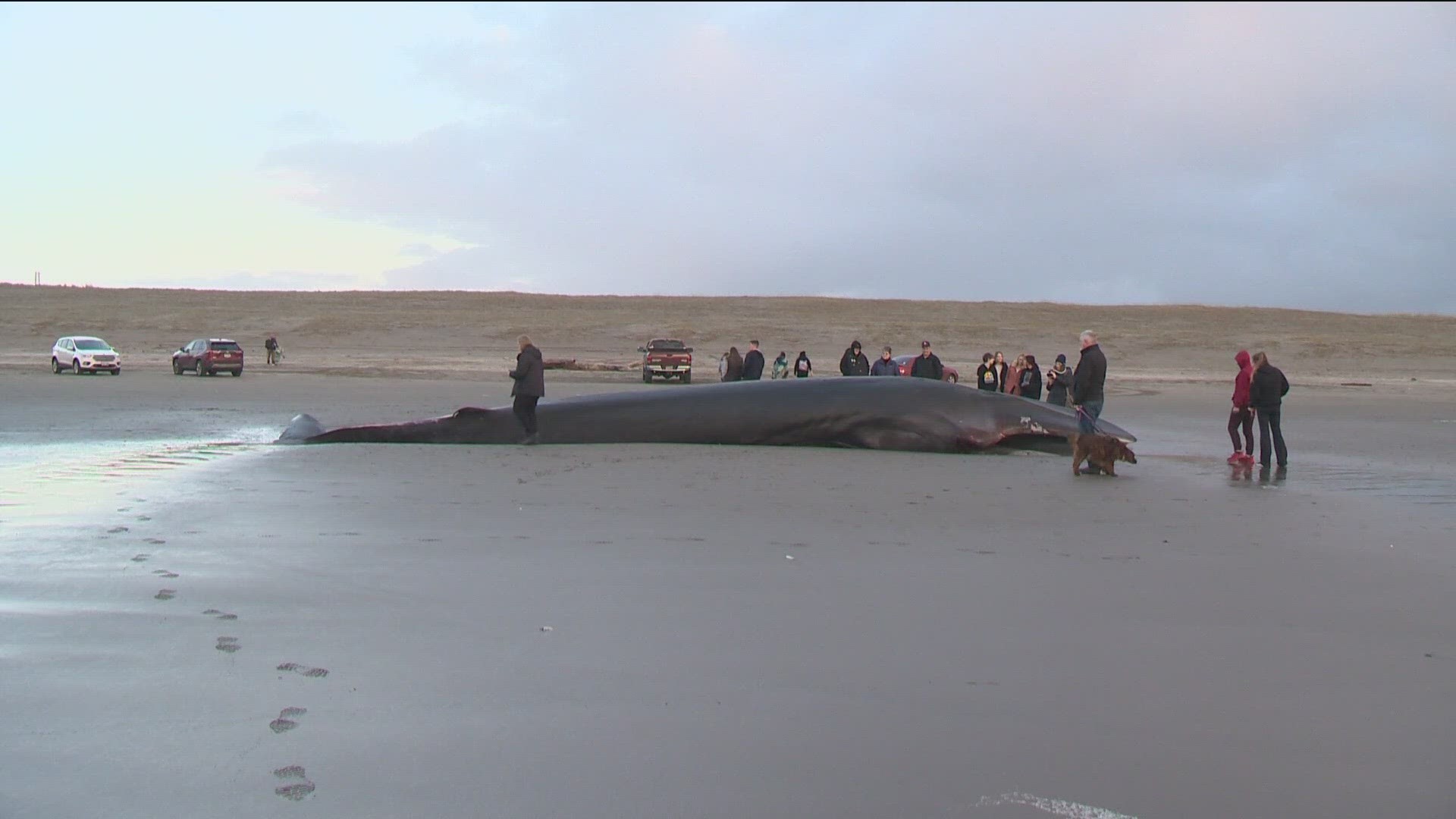 The body of a fin whale was found on Sunset Beach in Oregon. The creature, second in size to the blue whale, typically remains far off-shore.