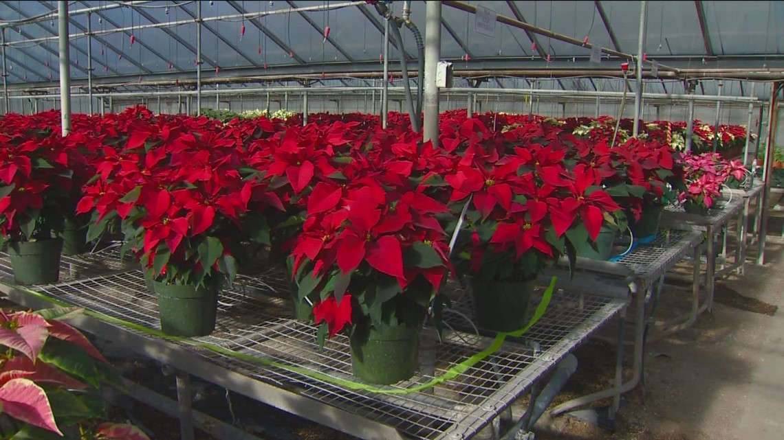 You Can Grow It: Poinsettias
