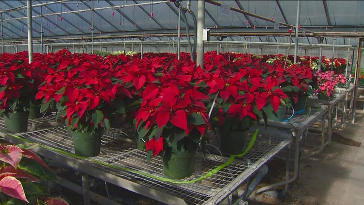 You Can Grow It with Jim Duthie: Poinsettias