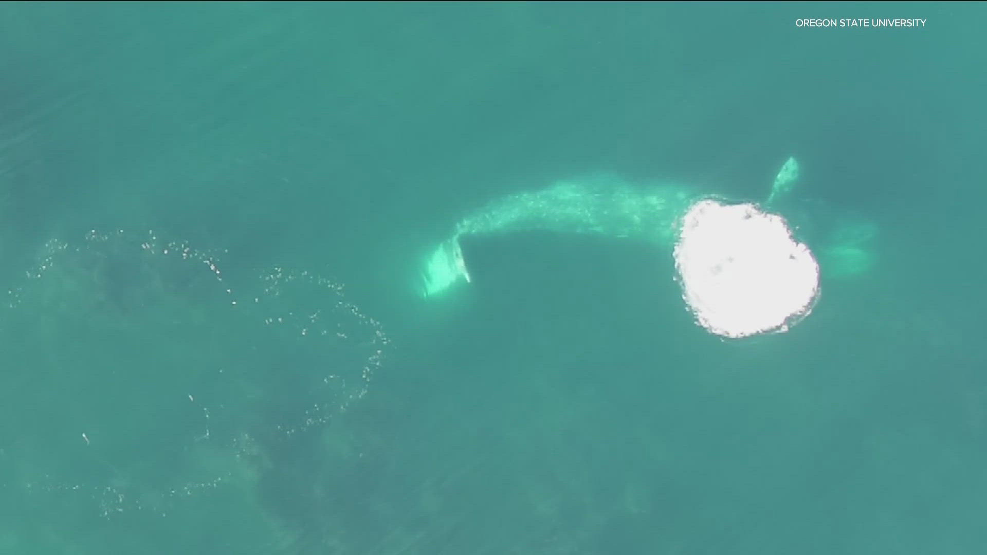 Researchers from Oregon State University's Marine Mammal Institute shared overhead drone footage of how gray whales forge along the Oregon coast. 