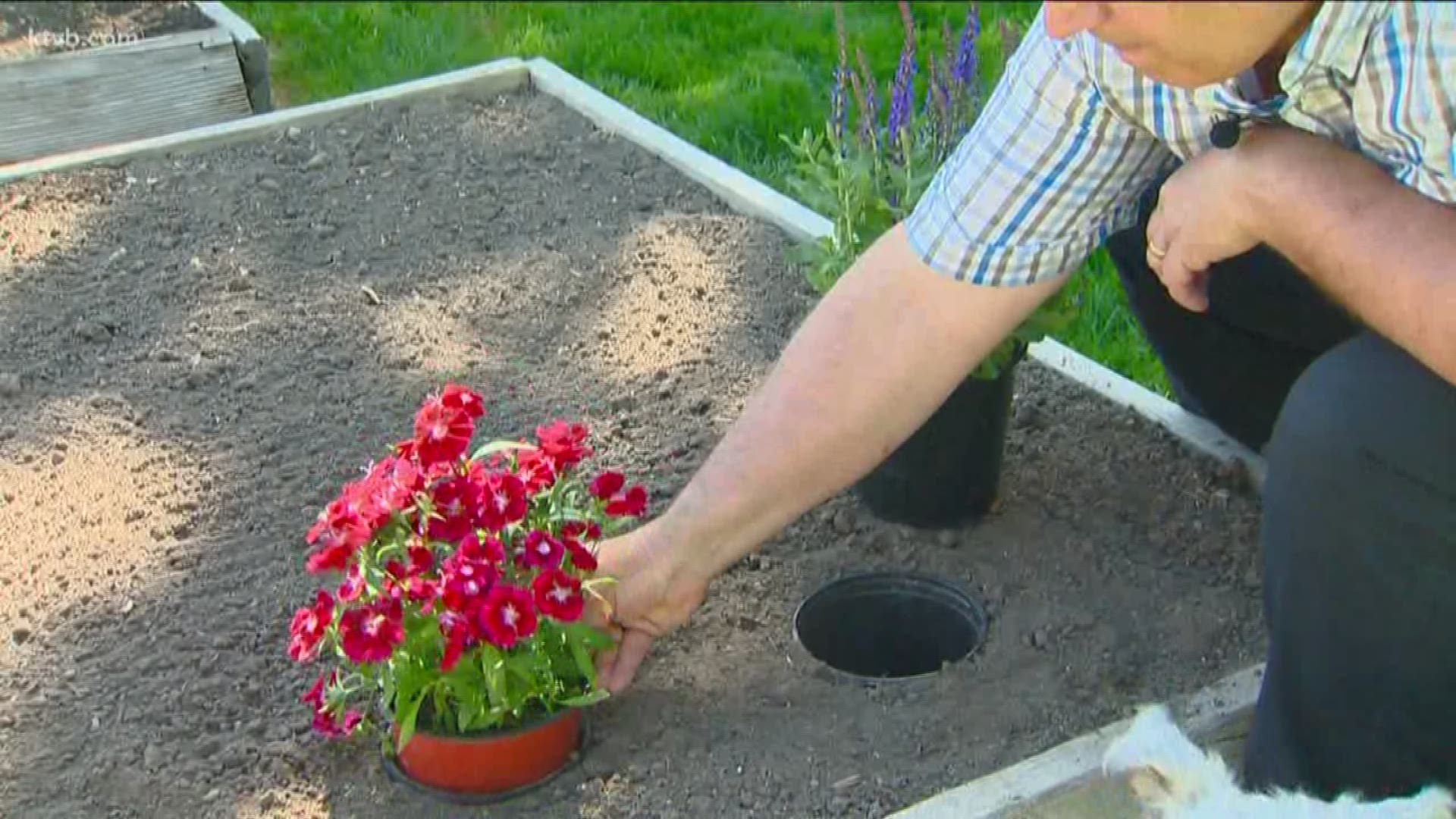 Jim Duthie has more low-cost ideas for your garden.