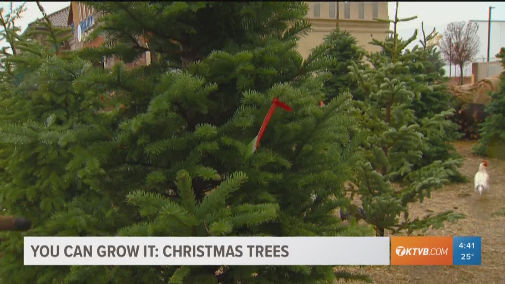 Jim Duthie tells us about the most popular types of Christmas trees.