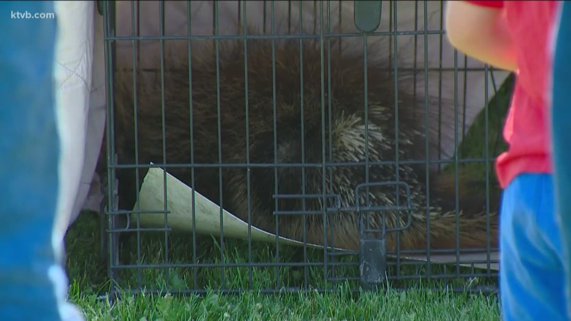 People in Council take part in the annual Fourth of July Porcupine races.