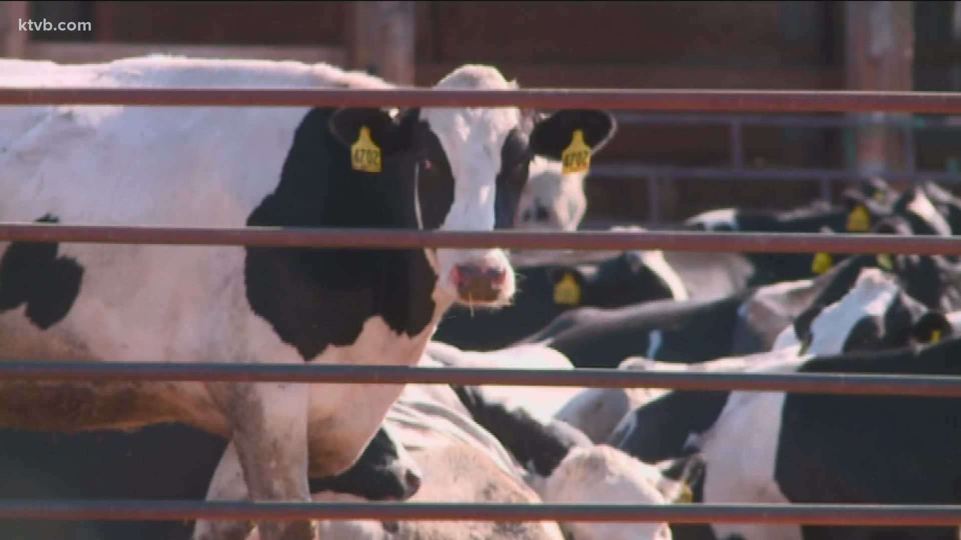 KTVB spoke to Idaho Dairymen's Association CEO Rick Naerebout, who called on Idaho's congressional delegation to support the Farm Workforce Modernization Act.