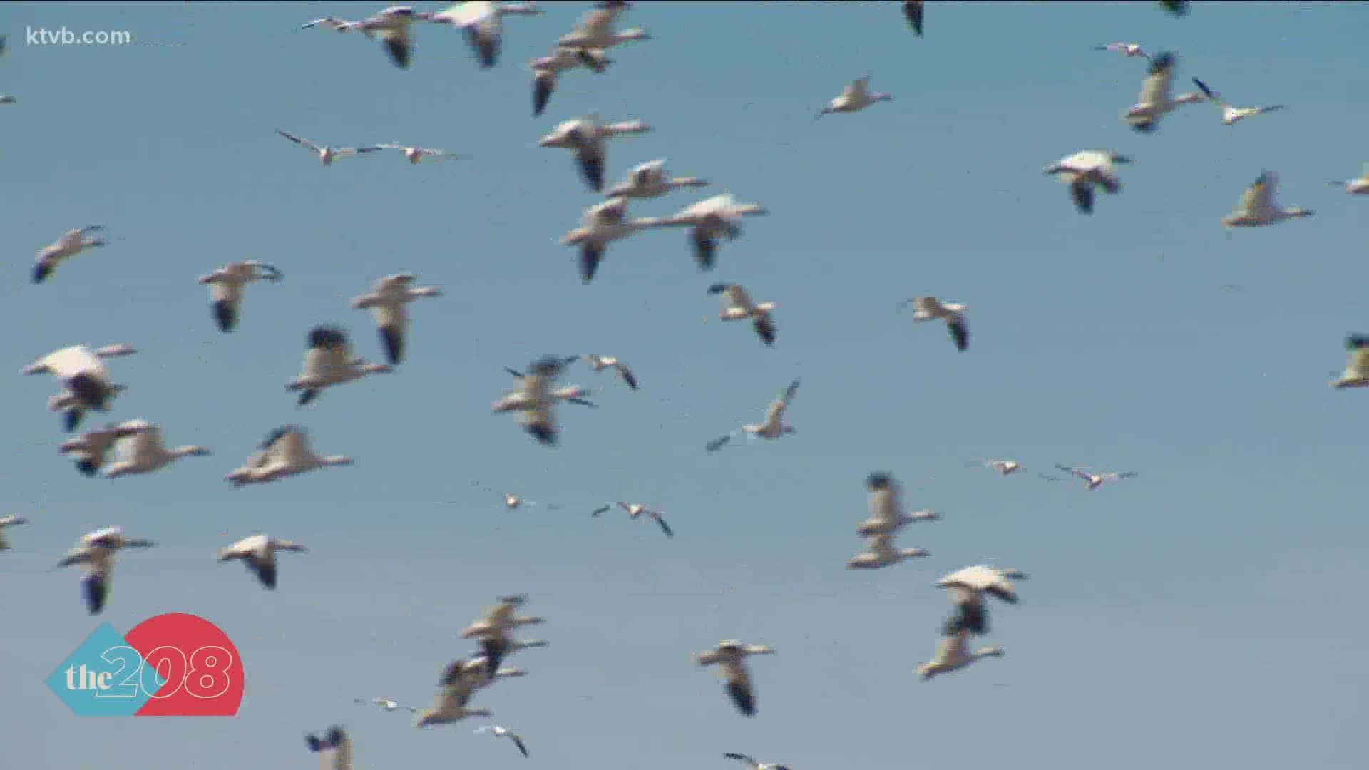 Mostly white with black-tipped wings, snow geese deliver a layer of drenched down and dissonance to the Roswell Marsh Wildlife Habitat.