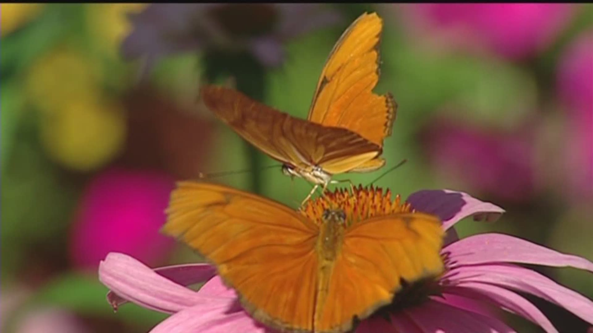 Jim Duthie takes us to Zoo Boise and shows us some plants you could grow in your garden.