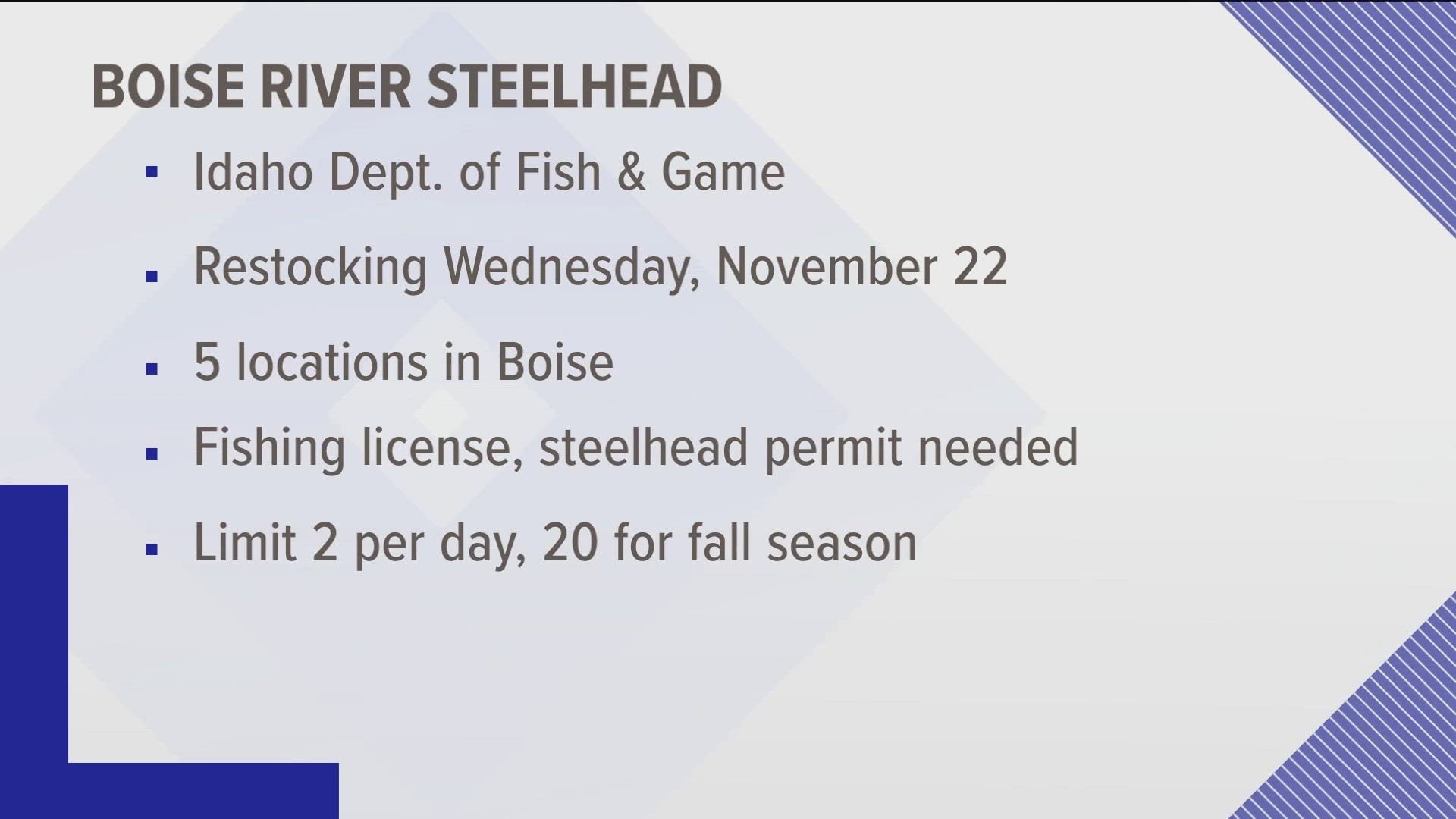 The first release of 250 steelheads was on Nov. 17. IDFG is stocking 250 more this Wednesday, just ahead of Thanksgiving.