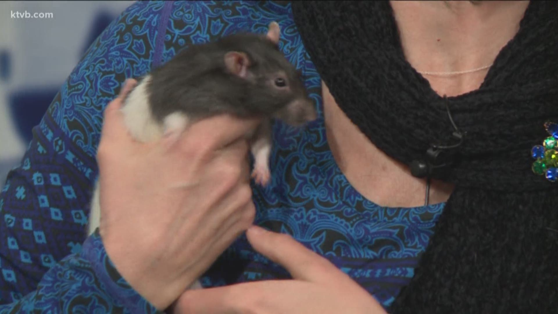 Bex and Carter are 1-year-old rats. They like to be held.
