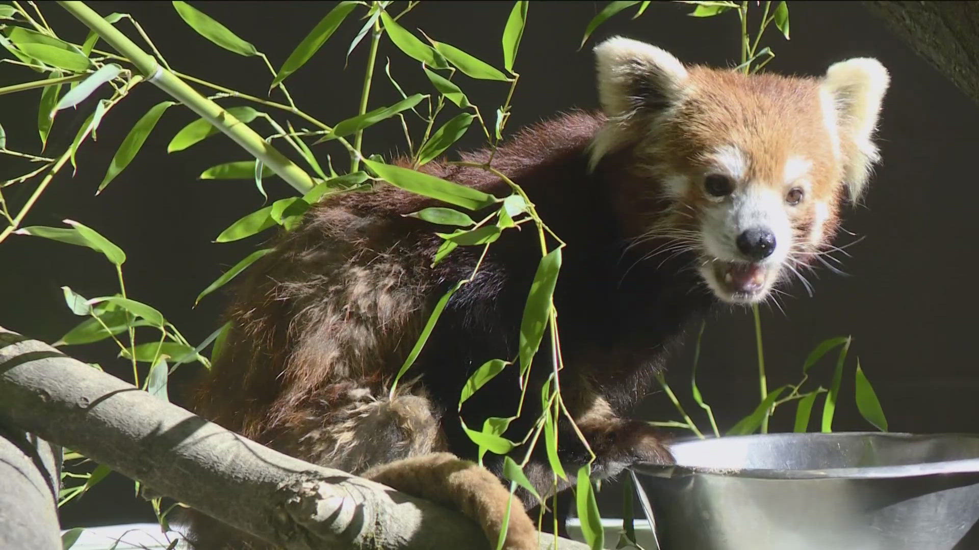 The new red panda exhibit will make it easier for the public to check out the furry friends. 