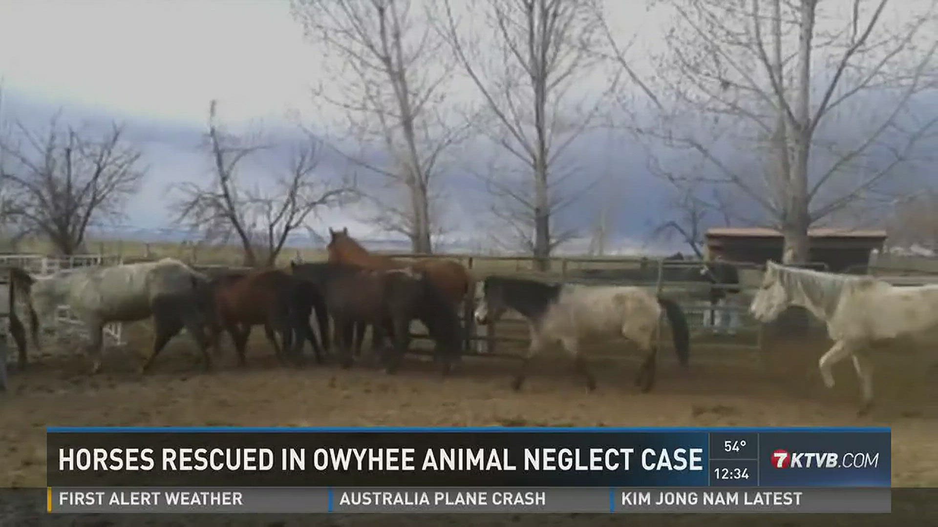 Idaho Horse Rescue plans to put the horses up for adoption.