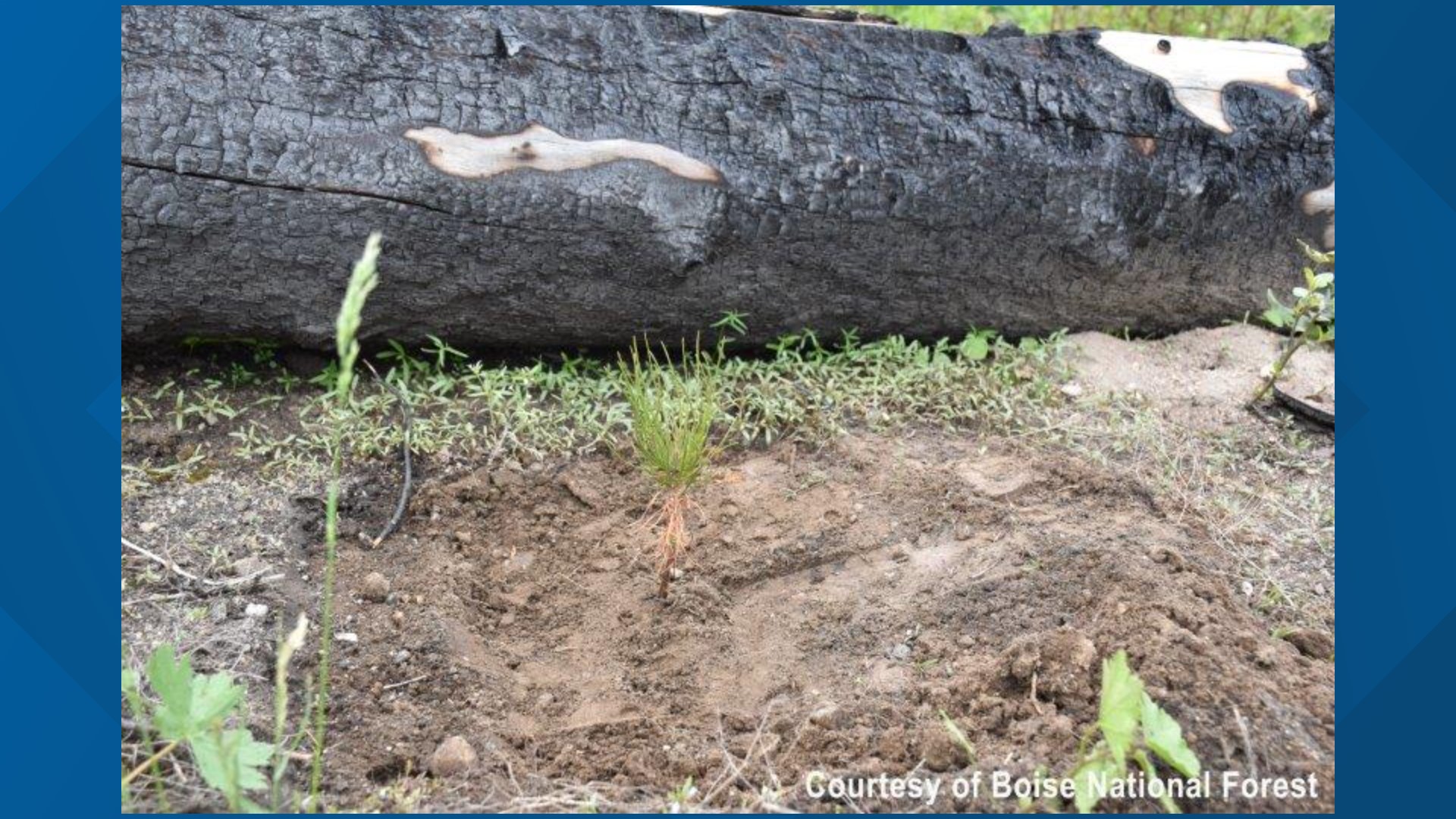 Fire Challenge City of Trees Challenge allocates funds for Boise National Forest fire ...