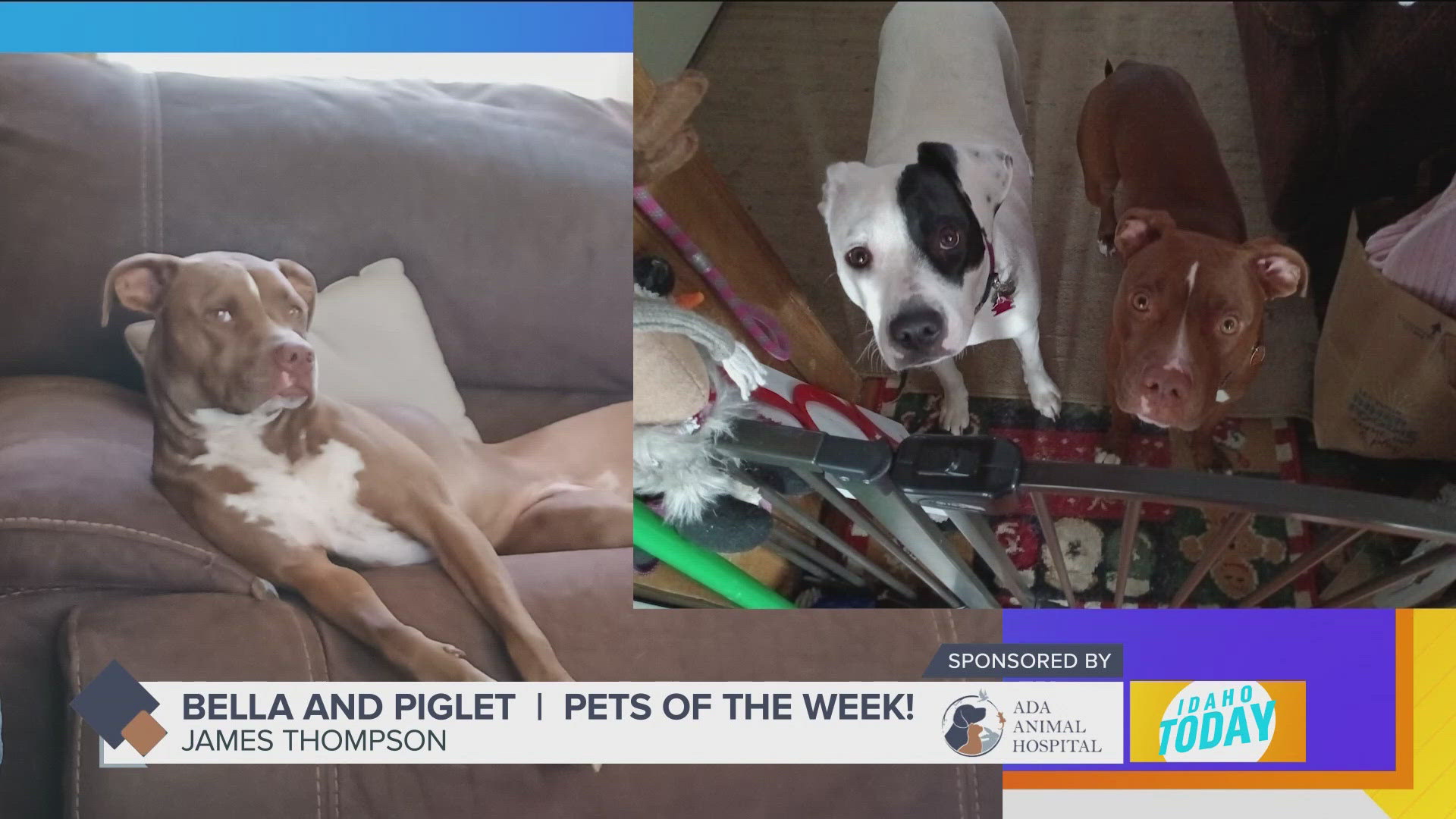 Pet Pics: Bella and Piglet like to lounge