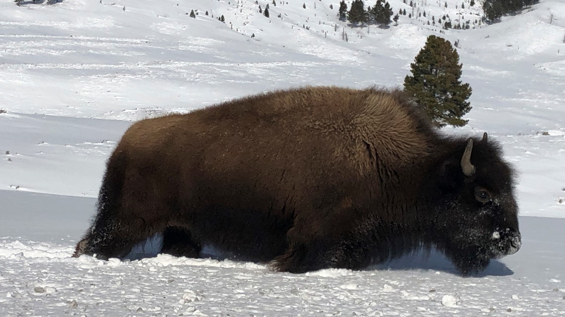 Yellowstone starts bison cull as animals migrate to Montana 