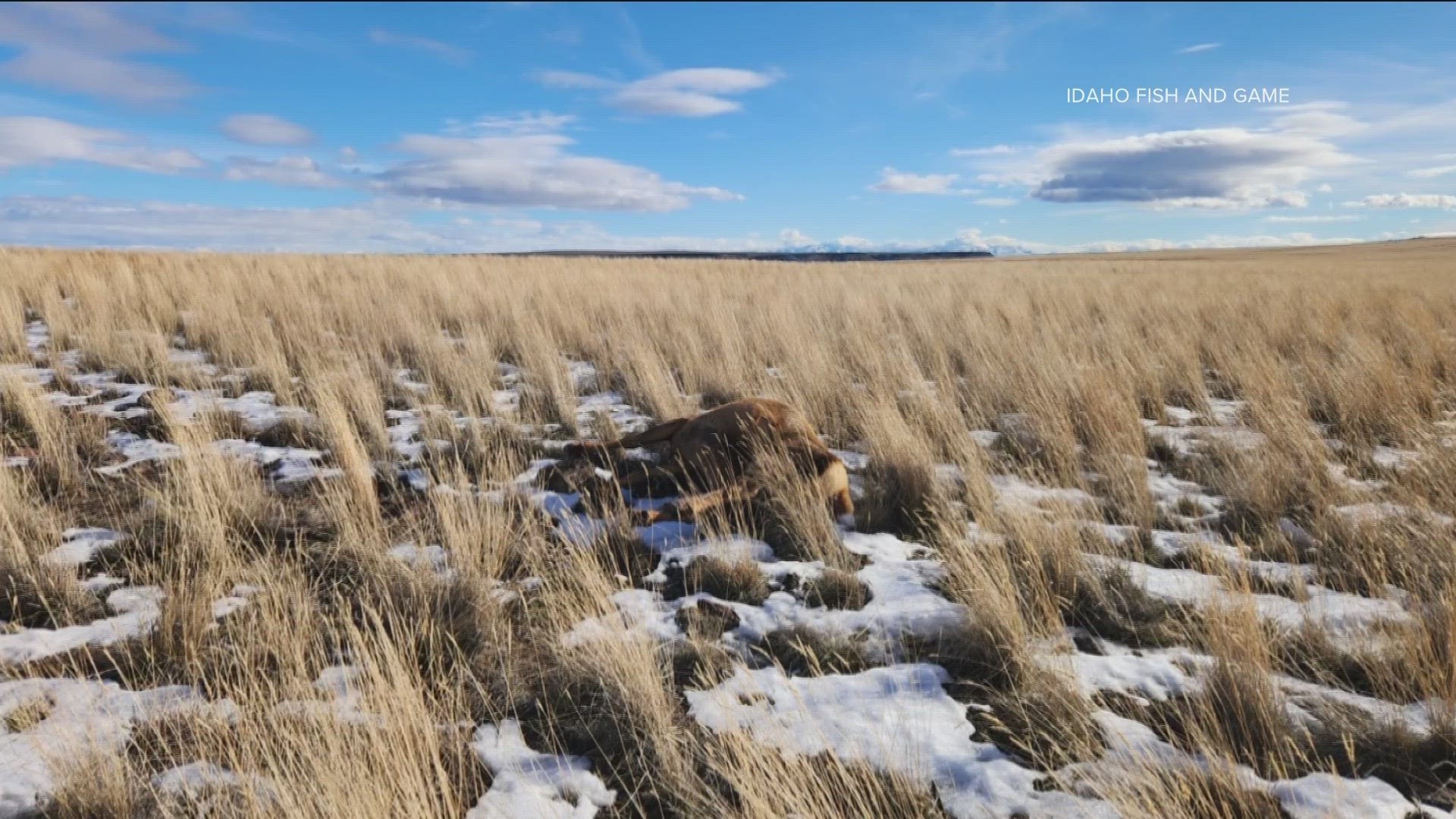 Idaho Fish and Game said a witness reported seeing two men shoot at a herd of elk, then drive off before recovering the animal.