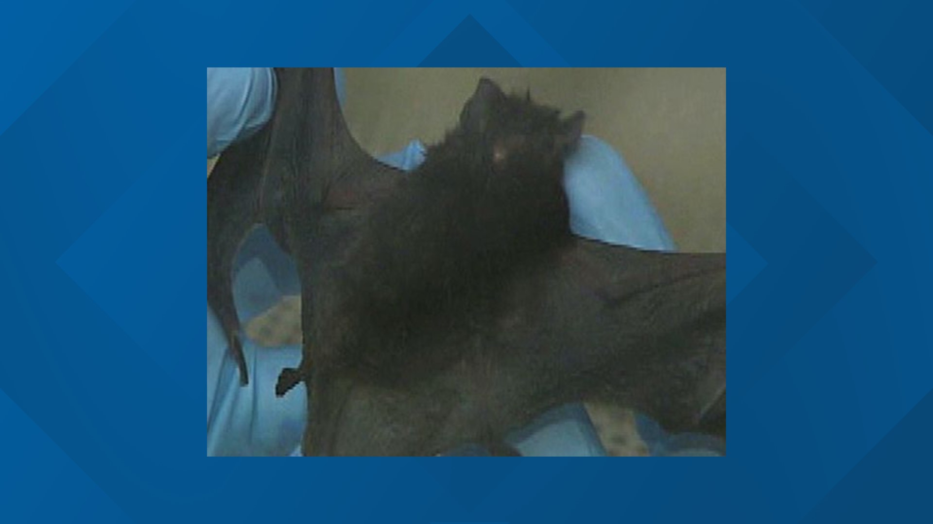 Two vaccinated dogs were exposed to a rabid bat on July 12.
