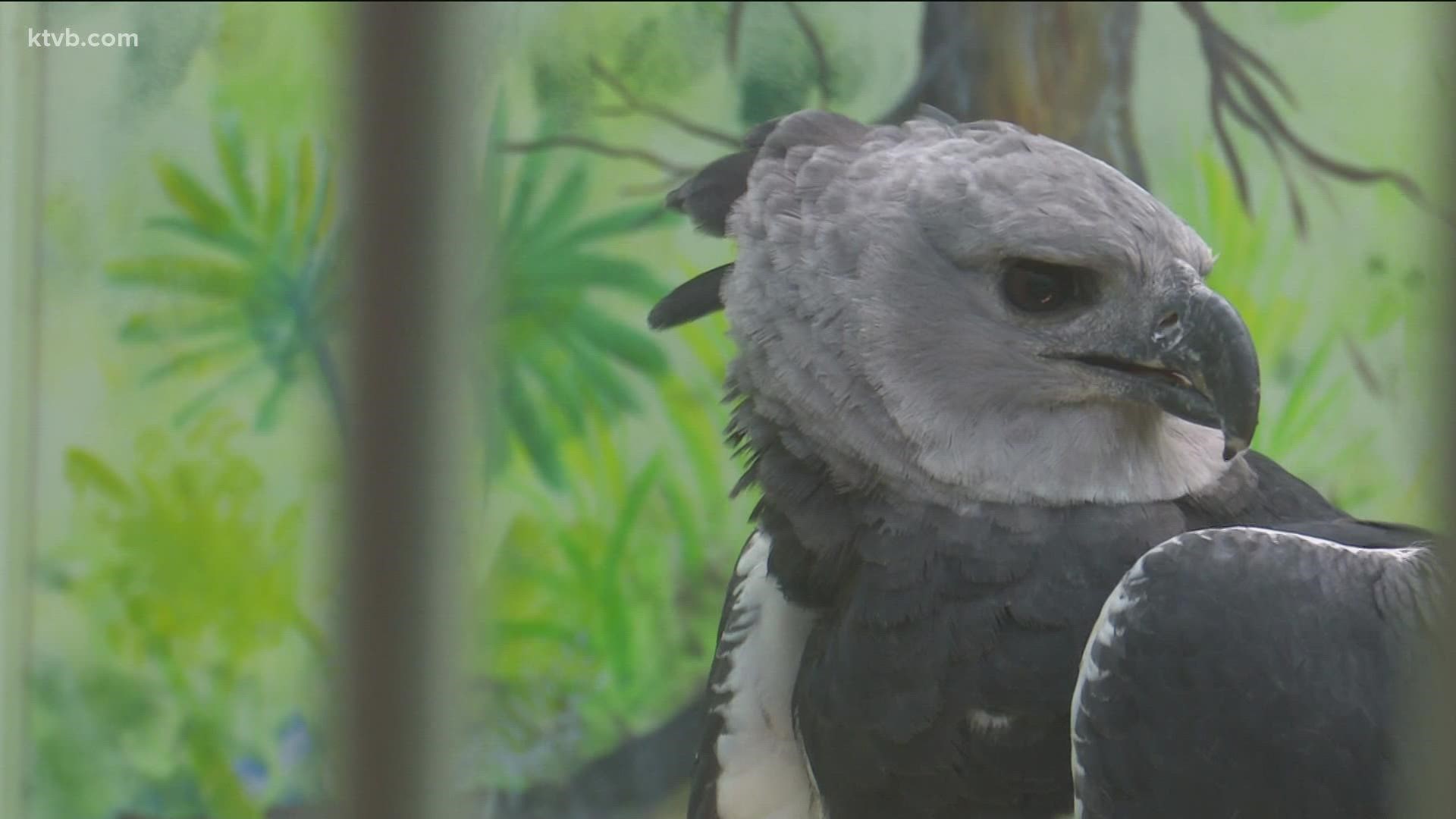 Center for Birds of Prey - Avian Conservation Center