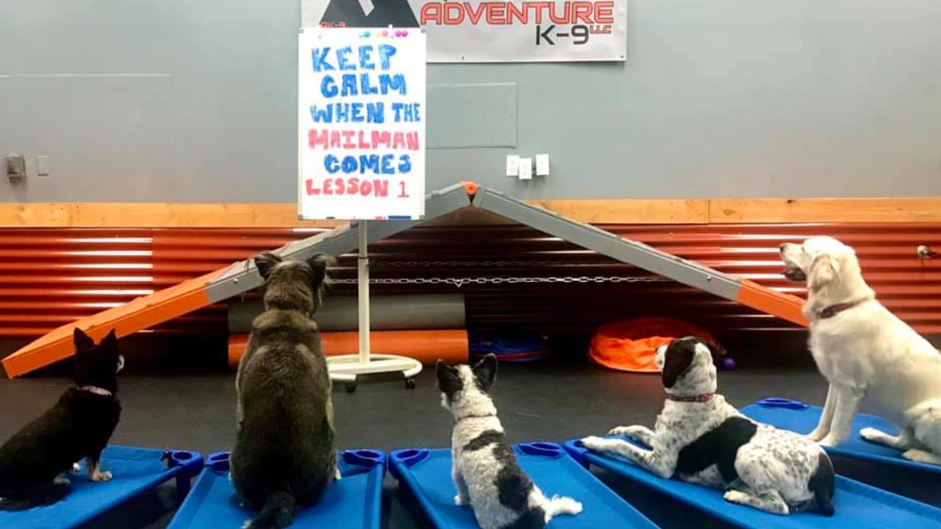 Very good pups in Boise obedience class taking Dog Bite Awareness week