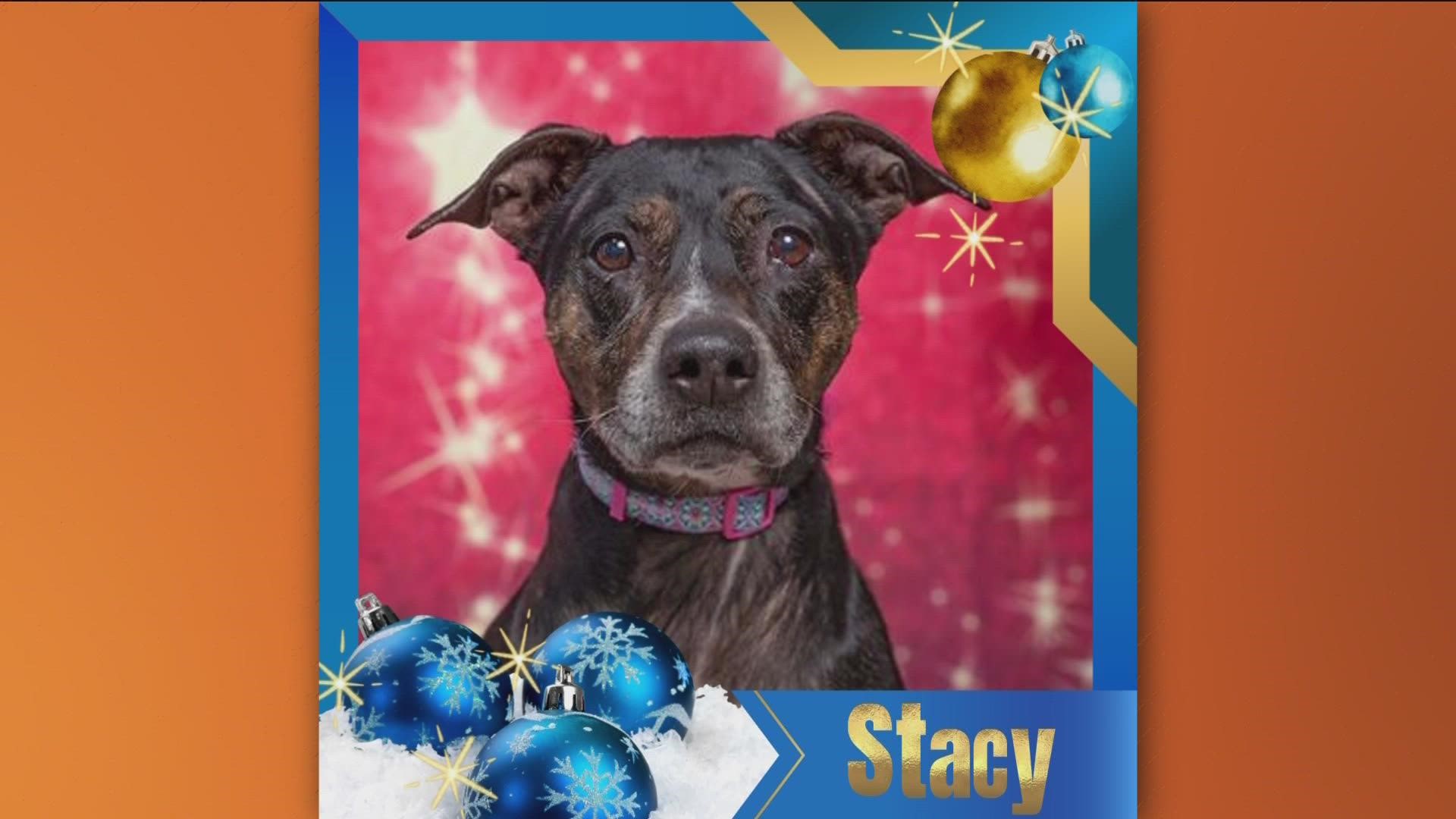 Looking for a furry friend for the holidays? Stacy and other cats and dogs featured in KTVB's 12 Strays of Christmas event are available at the Idaho Humane Society.
