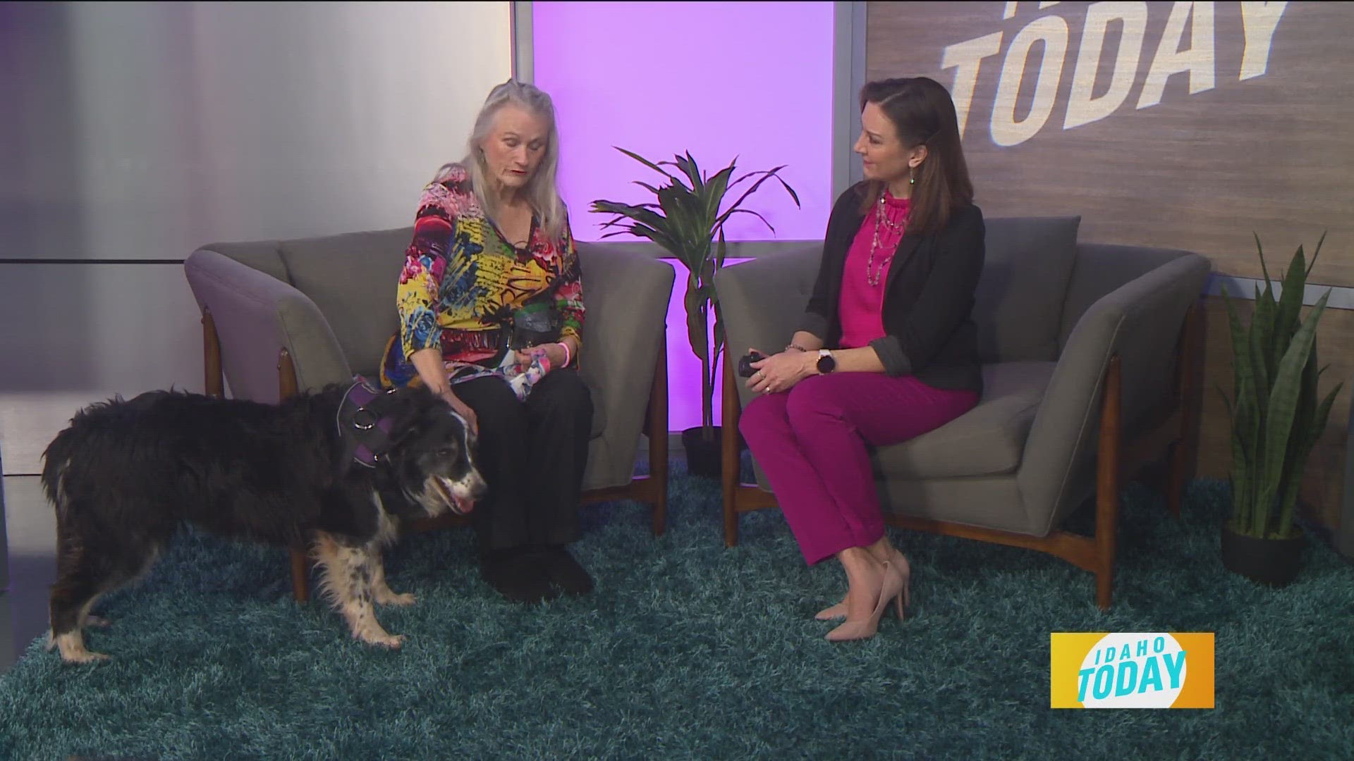 Border Collie Betty Jane is a sweet senior looking for her fur-ever home! She came to the Idaho Humane Society as a stray just a few weeks ago