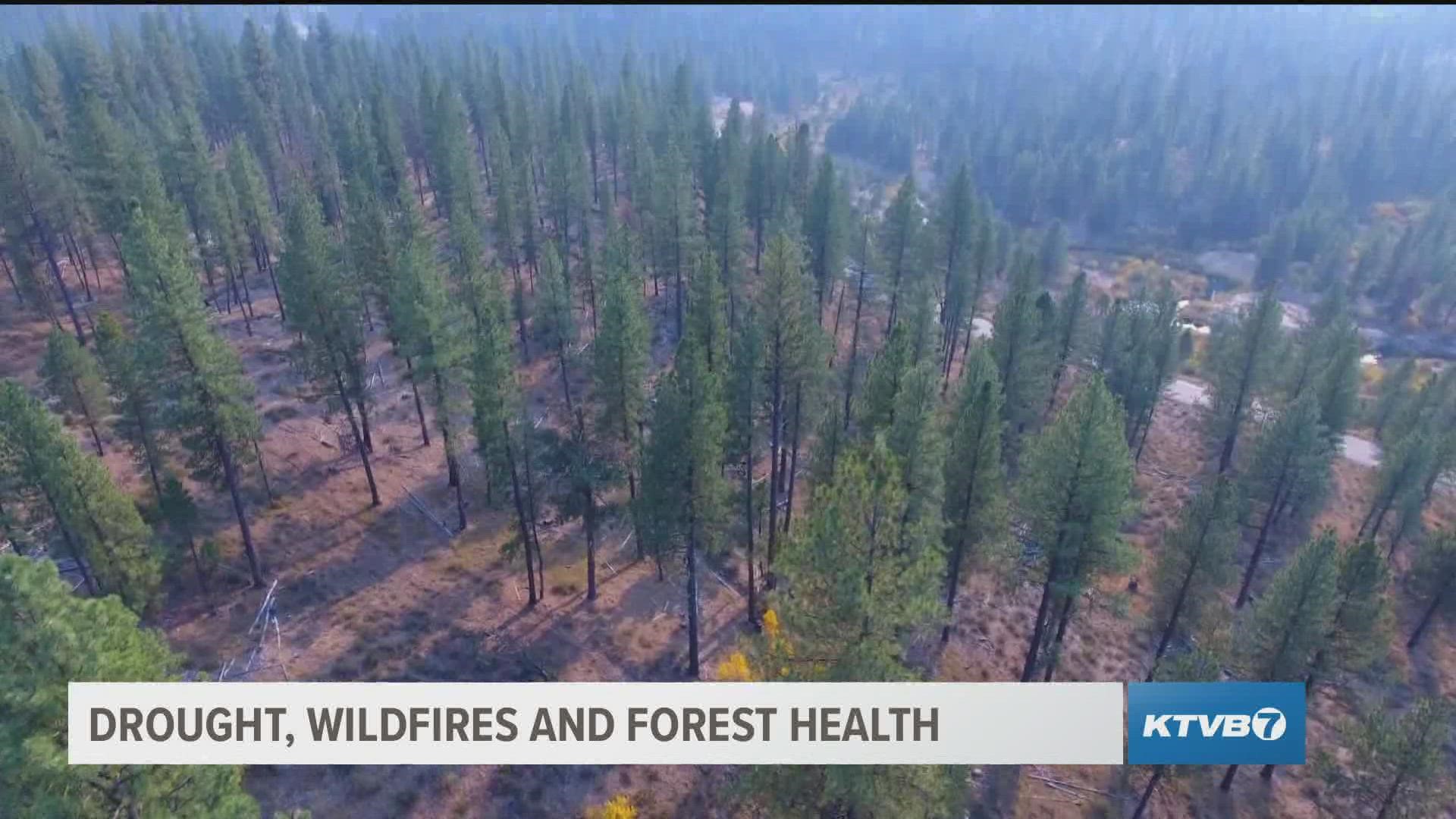 Foss said more than eight-million acres of Idaho's forestland are in declining condition, leaving them at high risk of insect problems, disease and wildfires.