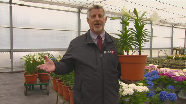 You Can Grow It: caring for Easter Lilies