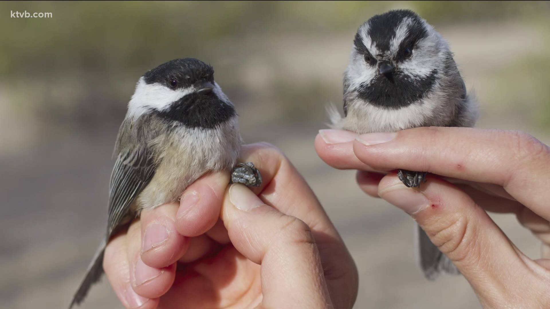 Heidi Ware Carlisle says banding is a simple but effective way to gather information about bird lifespans, population trends, and changes happening in an ecosystem.
