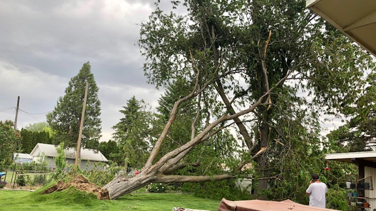 Trees toppled across the Treasure Valley after thunderstorms bring 50 ...