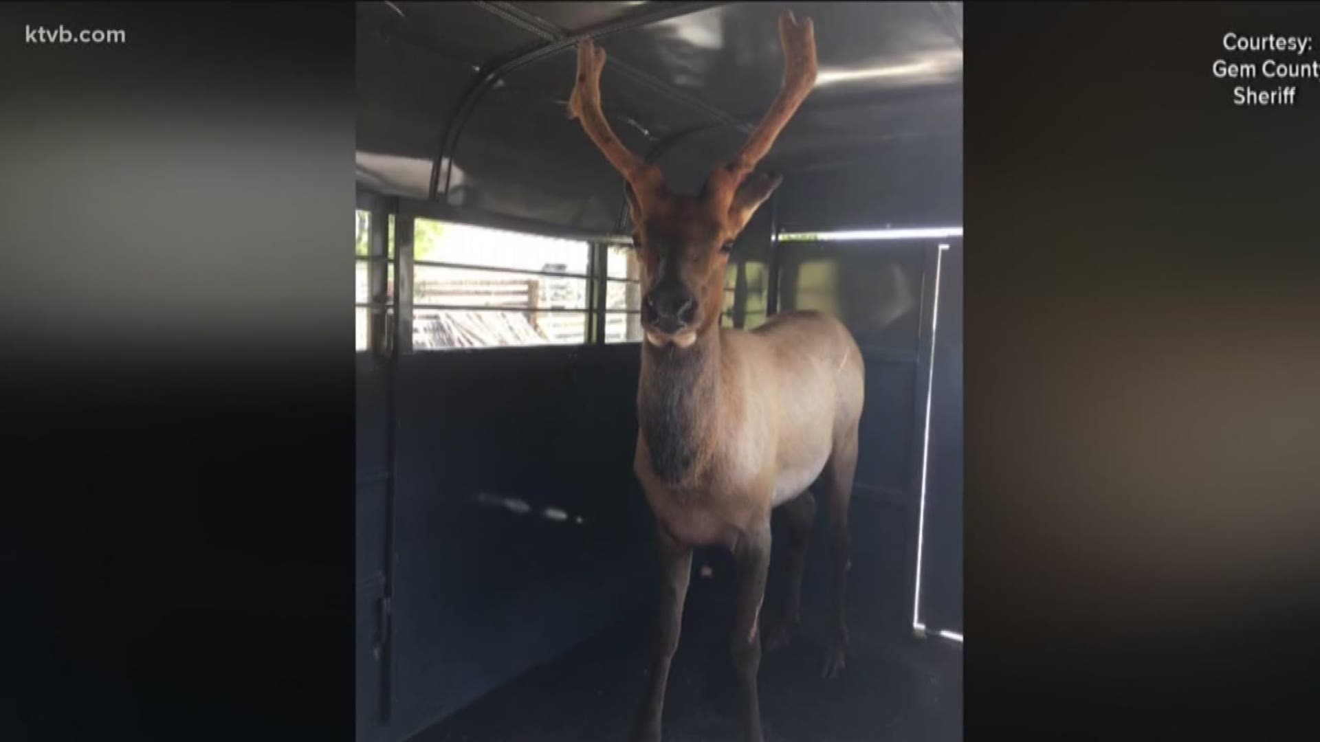 On Sunday, Idaho Fish and Game announced that "Elliot the Elk" is back in captivity and is waiting to be transported to an accredited facility to take care of him. Fish and Game officers found the young bull less than three miles from where he was originally released at, according to Evin Oneale, a spokesperson for Idaho Fish and Game.