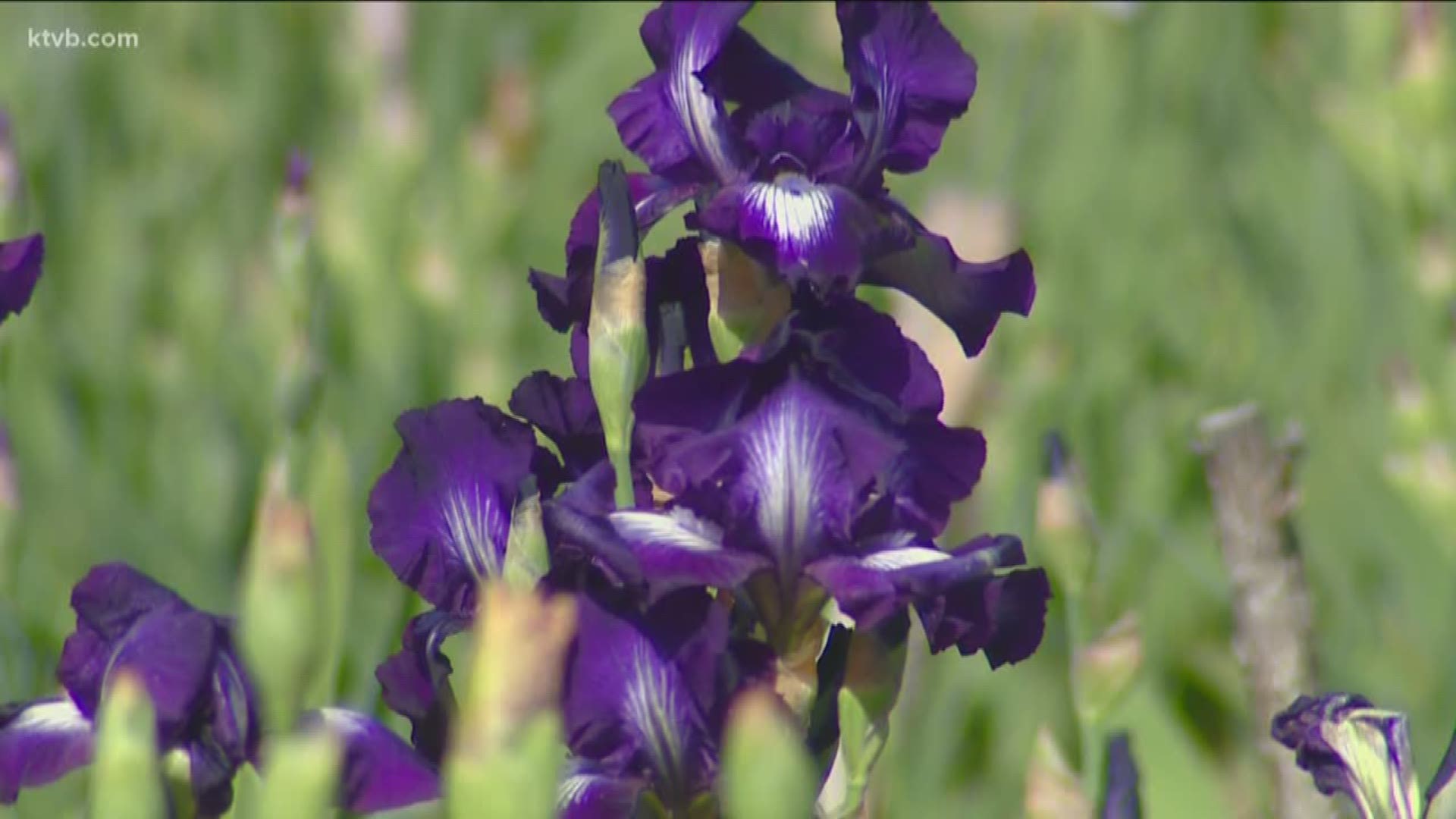 Jim Duthie takes us there and shows us a variety of irises.