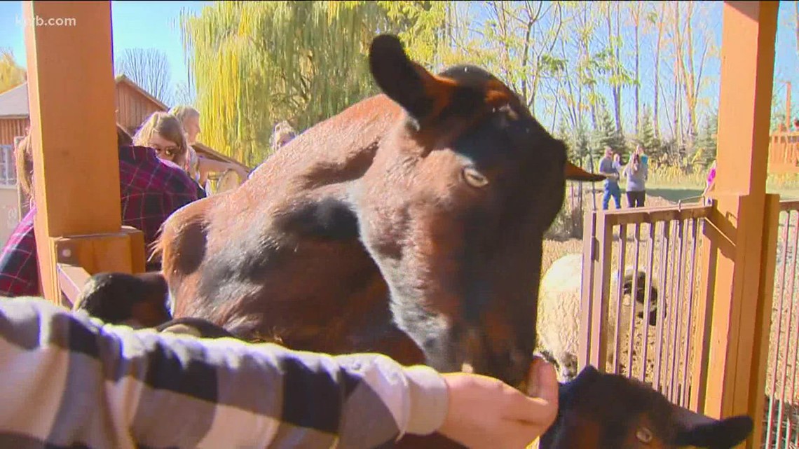 One By One foundation hosts pumpkin giveaway, support animal meet-and-greet - Vimarsana News