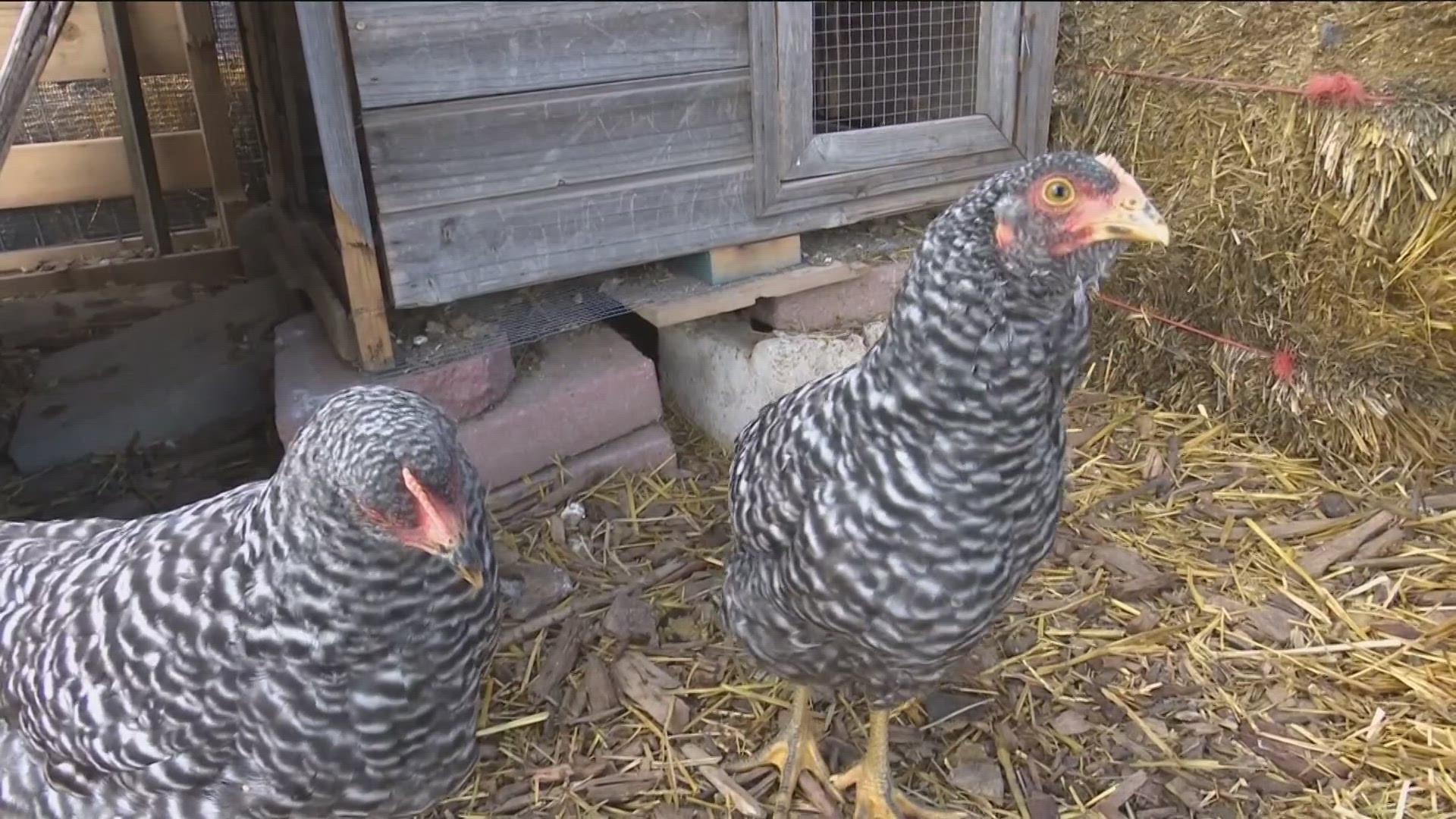 Signs of avian flu in domestic poultry, including chickens, include sudden death, decreased appetite, breathing trouble, and dark combs and wattles, the ISDA says.