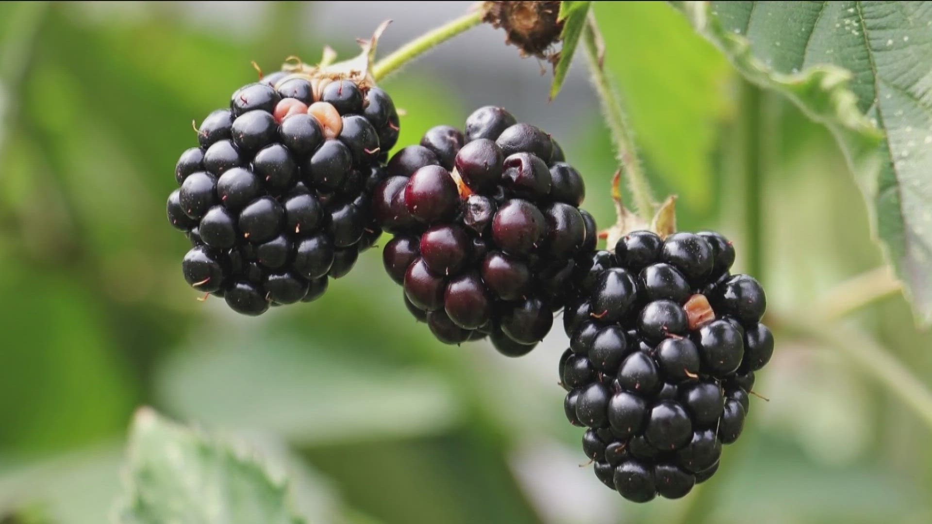KTVB's Jim Duthie shows off the many different berries that grow wild in Idaho, and a few others you may want to grow in your garden at home.