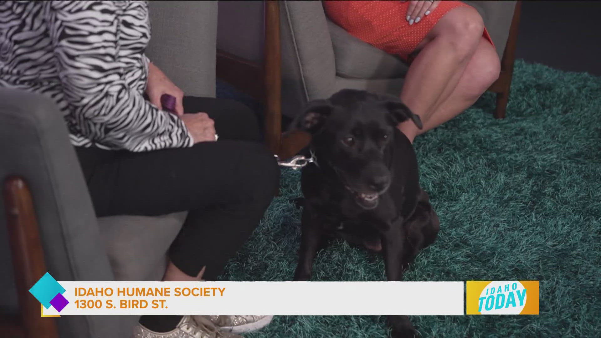 Take Mochi home today from Idaho Humane Society!
