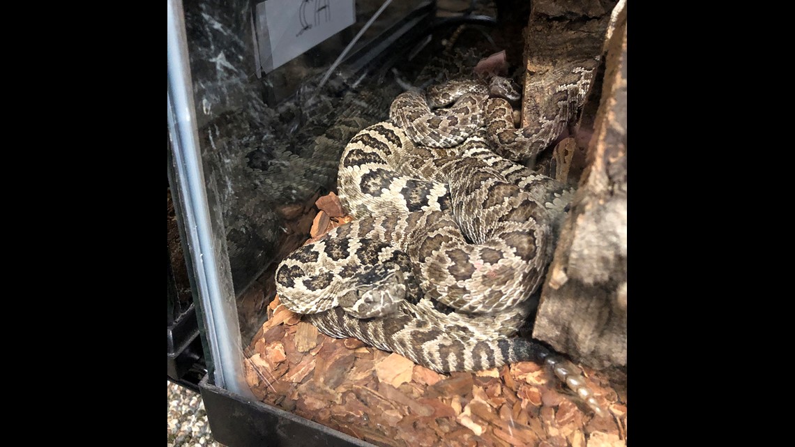 DNR seize venomous vipers, cobra at Jackson County home