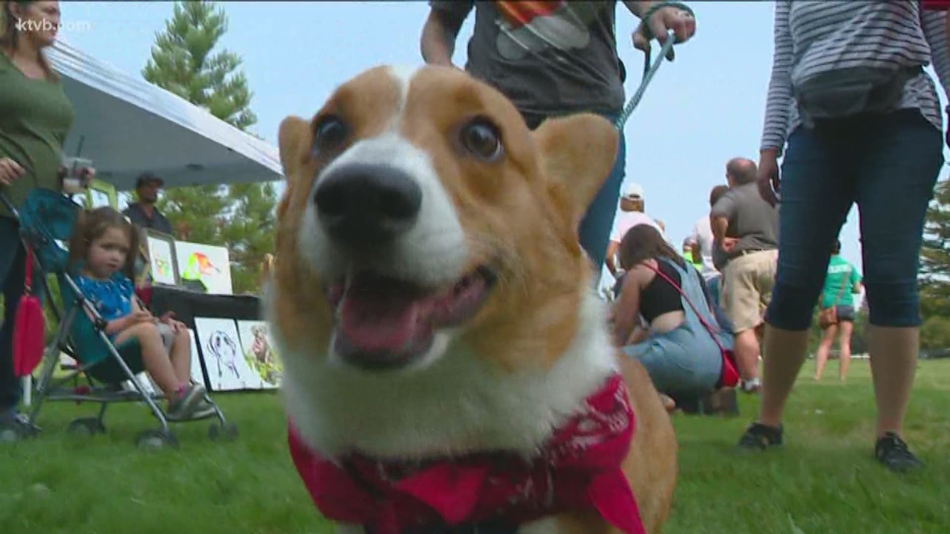Boise's first-ever Corgi Fest took place on Saturday, August 18 - with a pup parade, costume contest, Corgi Derby and more -- benefitting Idaho Humane Society and Fuzzy Paws Rescue.
