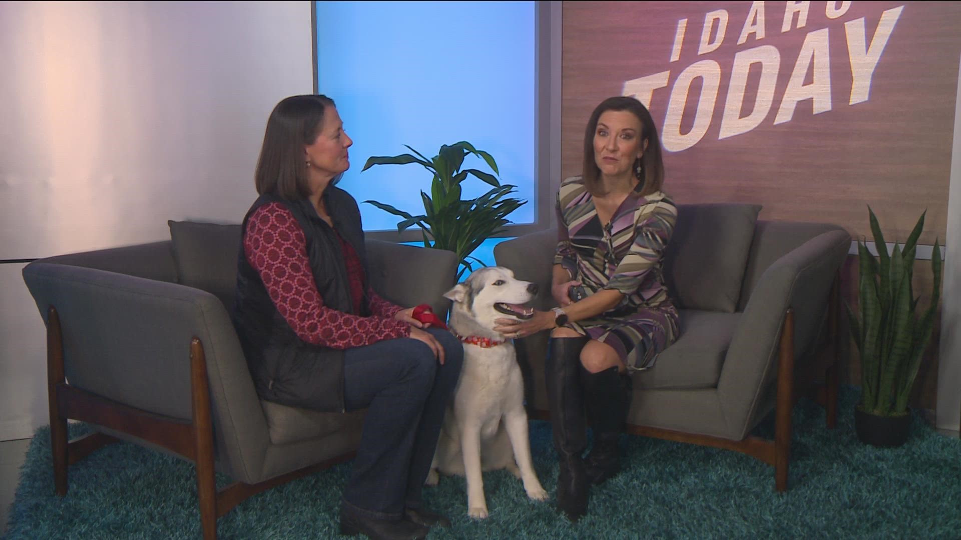 Today we meet Daphne, a two year old husky who is up for adoption. Meet her at: https://idahohumanesociety.org/