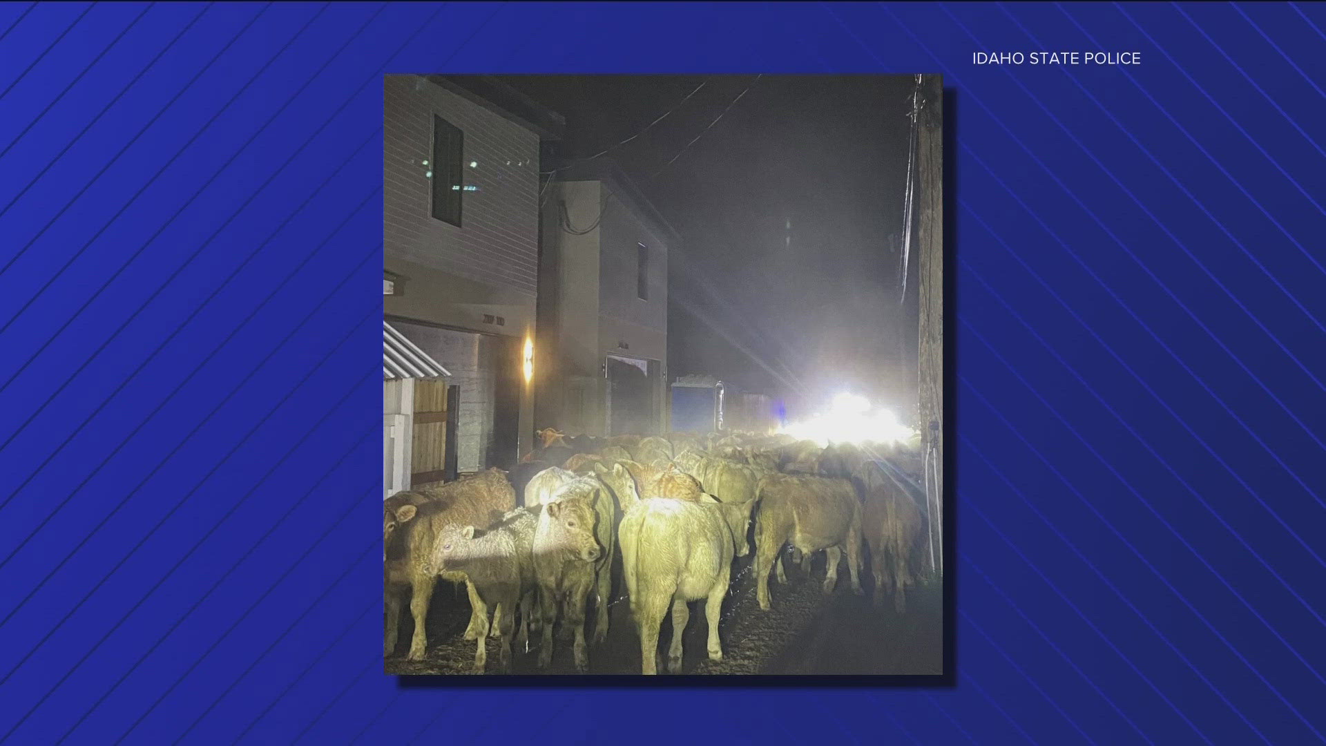 Nearly 100 cows hoofed it into Boise's Northend neighborhood early Friday morning, turning city streets into an impromptu cattle drive.