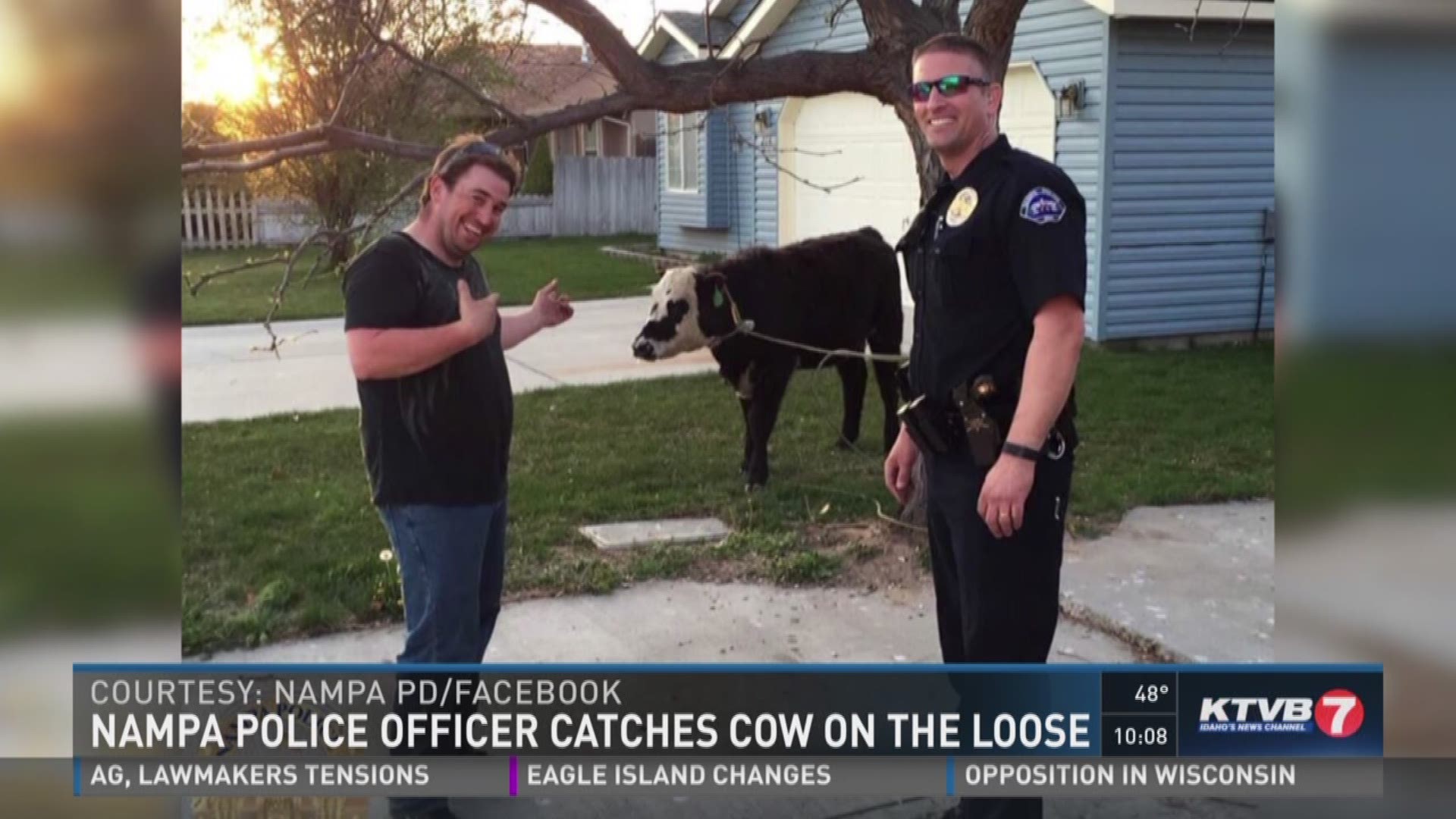 The cow was spotted running down a Nampa street.