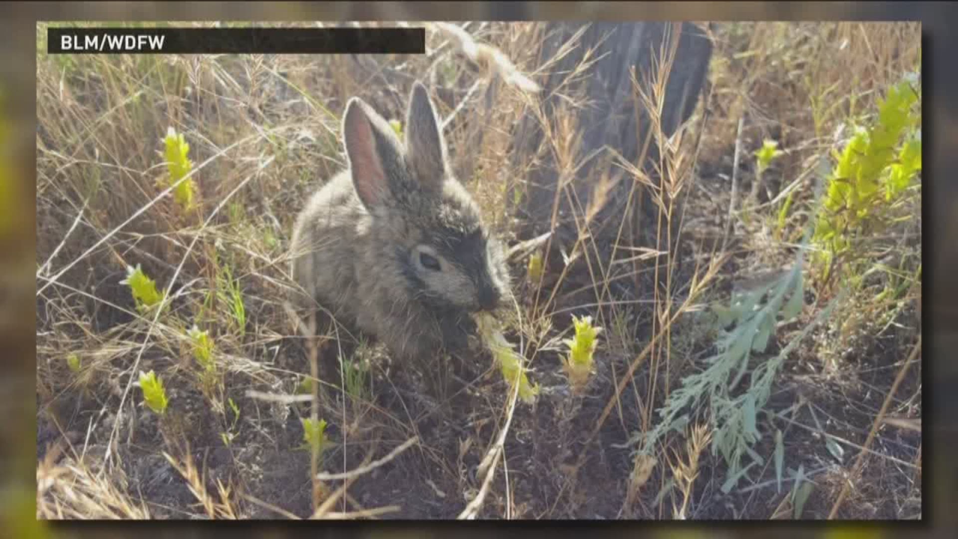 Firefighters save endangered pygmy rabbits.