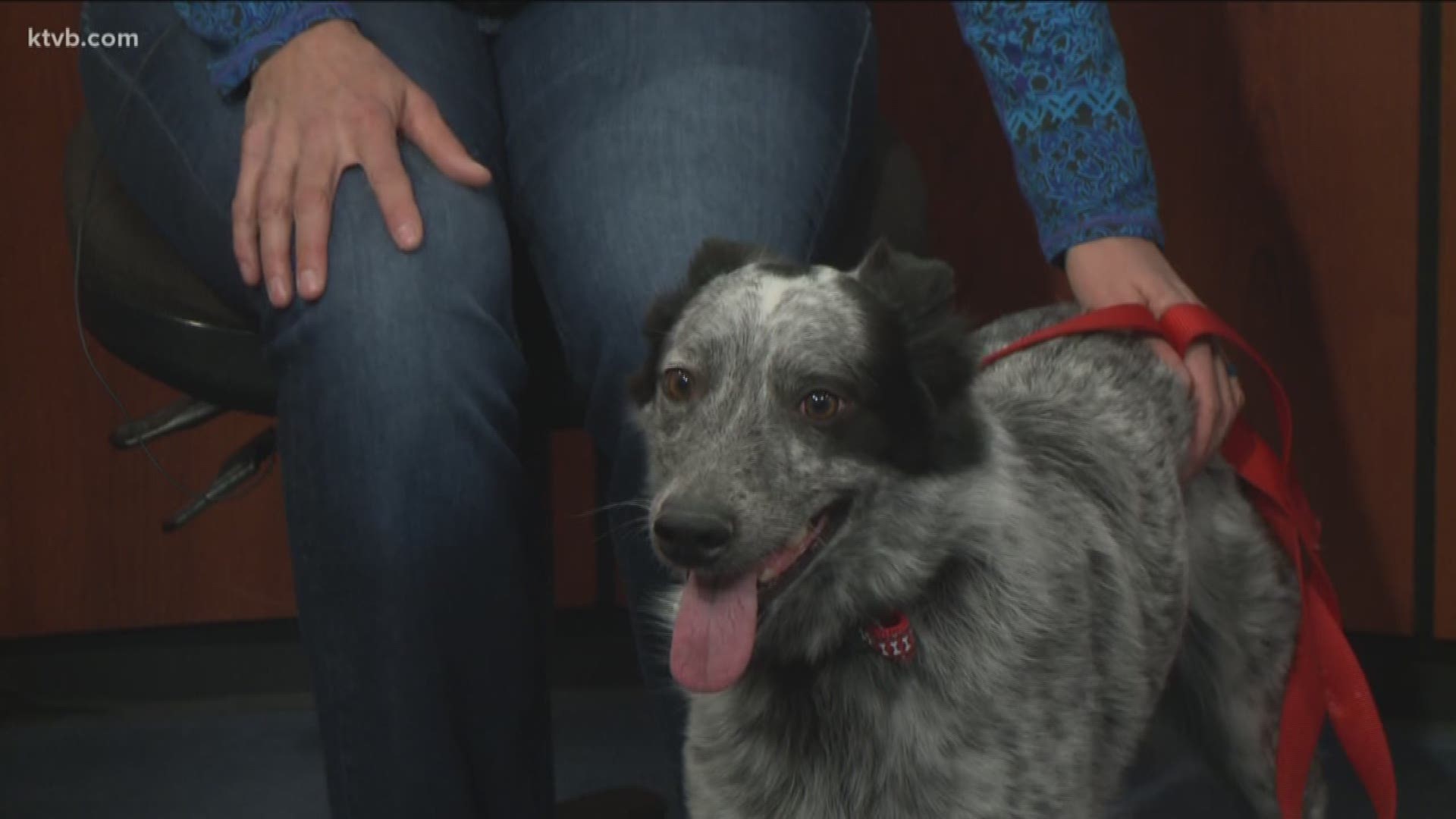 The Idaho Humane Society is looking for someone to adopt this 4-year-old Australian cattle dog.