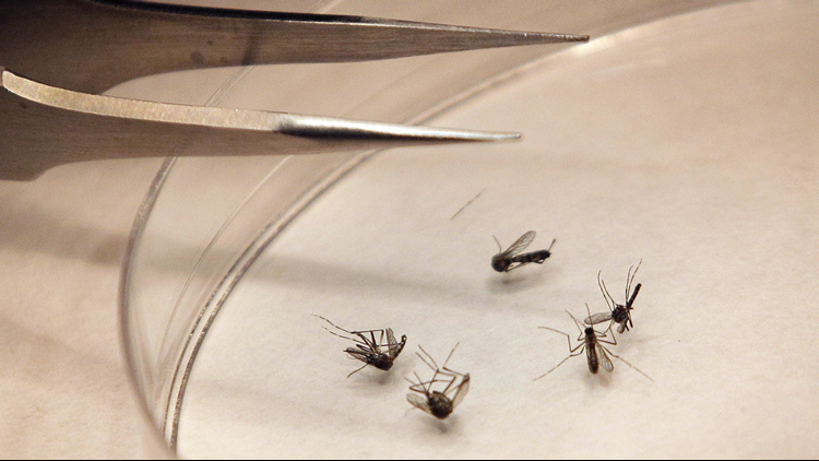 More positive cases of West Nile Virus reported in Canyon County mosquitos