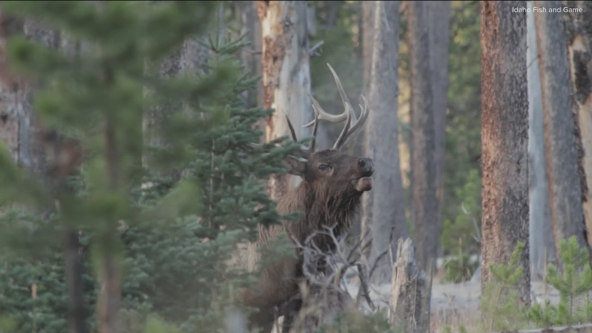 The Idaho Wildlife Federation told KTVB that while wildfire closures may frustrate hunters, fires can benefit them long-term.