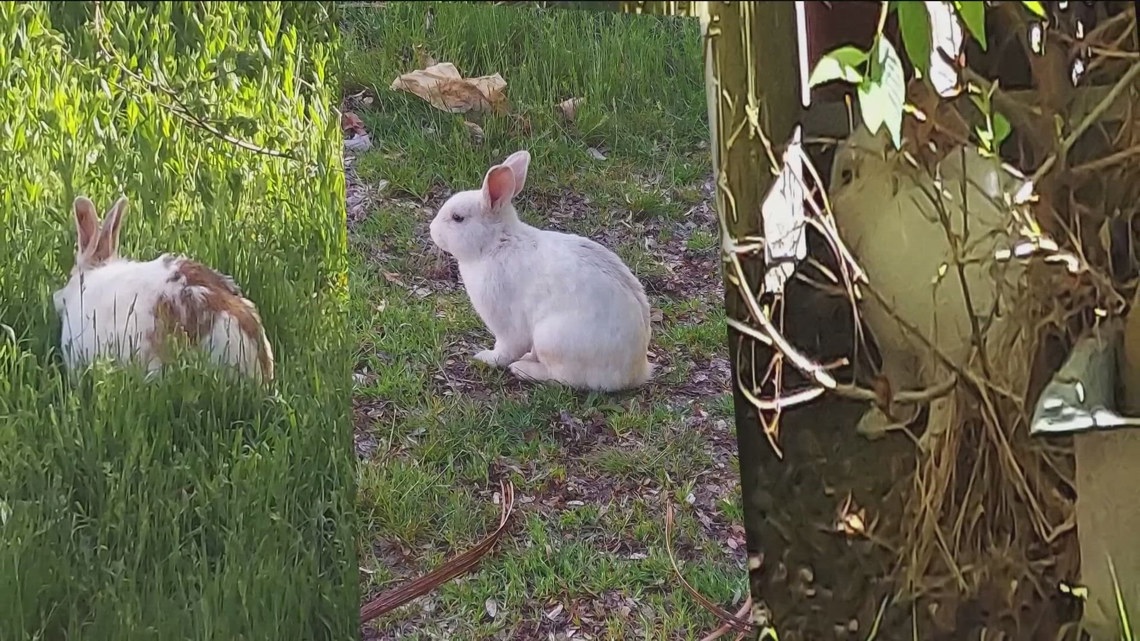 Idaho Humane Society will not take in free-roaming rabbits starting May ...