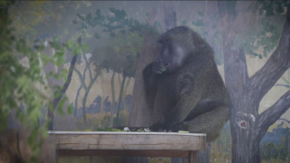 Idaho Gives: Zoo Boise campaigns for animal commissary The animal commissary is responsible for preparing food and enrichment for more than 200 animals. Chefs work with zookeepers and veterinarians to make meal plans.
