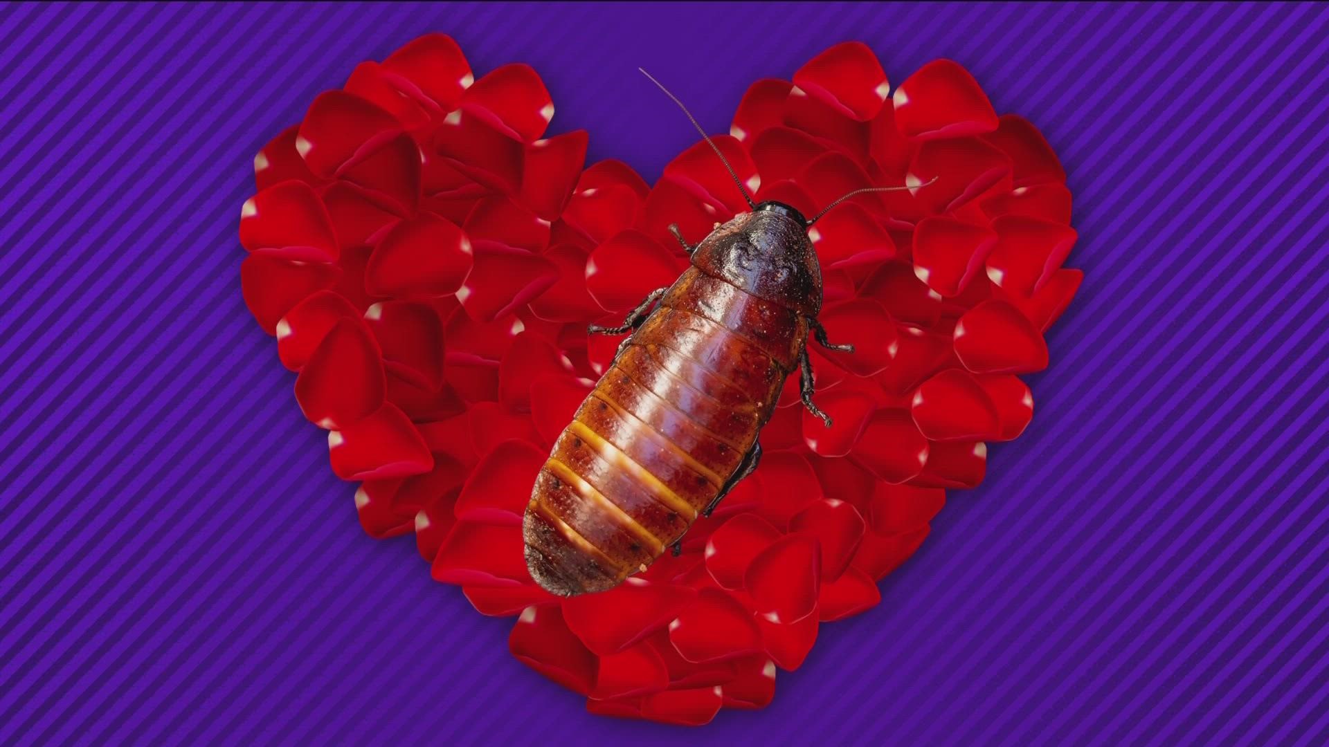 Whether your love can withstand almost anything, or you can't stand your ex, naming a cockroach for Valentine's Day might be cathartic.